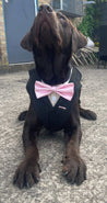 Blinder Blue Tweed Dog Suit