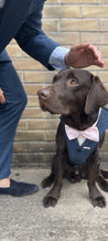 Blinder Blue Tweed Dog Suit
