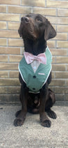 Sage Green Dog Suit
