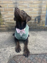 Sage Green Dog Suit